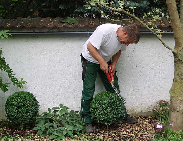 Formschnitt einer Hecke
